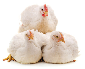 Three white chickens.