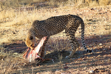 Cheetah eating prey - Namibia, Africa