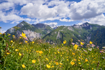 alpine landscape with flowers blooming in idyllic fields and mountain