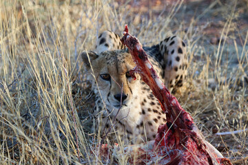 Cheetah eating prey - Namibia, Africa