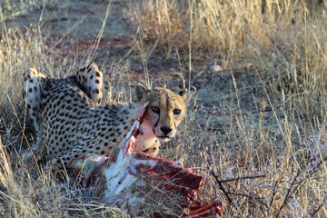 Cheetah eating prey - Namibia, Africa
