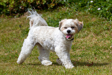 Lhasa Apso