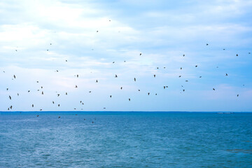 Flock of small birds on seascape background with clody sky. Bright blue ocean backdrop