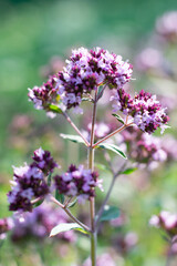 Vertical macro photography. Blossoming oregano flowers. Herb using in cooking as seasoning, aromatherapy majoran scent