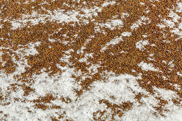 Textured surface of untreated natural amber for jewelry and souvenir making