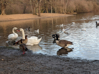 Swans and ducks at Hollow Ponds, London