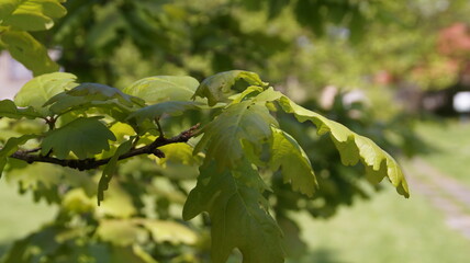 oak tree, nature