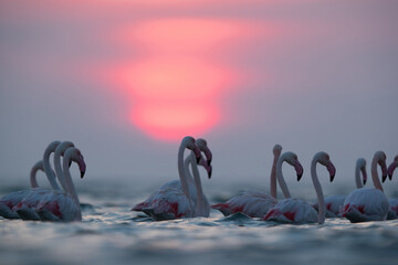 Greater Flamingos and dramatic sunrise at Asker coast, Bahrain