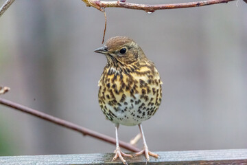 thrush on a branch