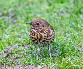 thrush on the grass
