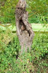 wood carving on the tree
