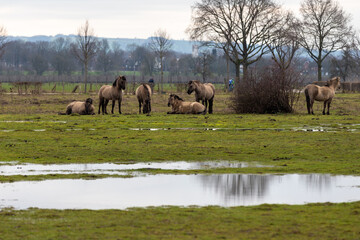 Naklejka na ściany i meble Konik breed horses grazing during sunset in the natural park Eijsder Beemden (english Eijsder Beemden) alongside the river Meuse as part of a natural ecology system in this area