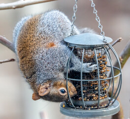 squirrel feeding