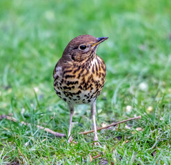 thrush on the grass