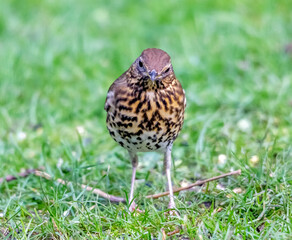 thrush on the grass