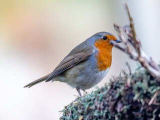 robin on a branch