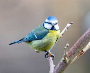 bluetit on a branch