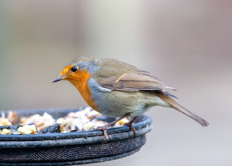 robin feeding