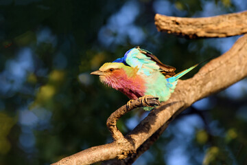 Lilac-breasted Roller (Coracias caudata) sitting on a branch in a dense tree. Roller with raised wings with a green-blue background.