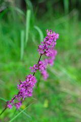 Pinl colored Viscaria vulgaris flowers also known as the sticky catchfly or clammy campion on green blurred background with bokeh effect.Vertical format