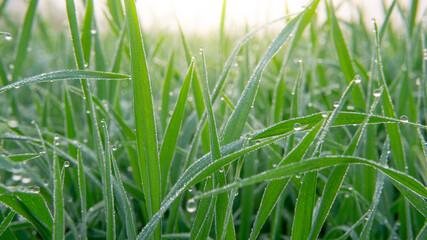 Dew drops on morning shine on rice field.