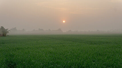 Dew drops on morning shine on rice field.