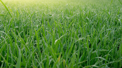 Dew drops on morning shine on rice field.
