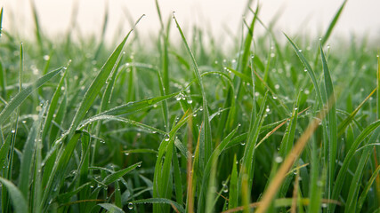 Dew drops on morning shine on rice field.