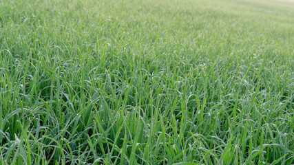 Dew drops on morning shine on rice field.