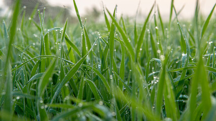 Dew drops on morning shine on rice field.