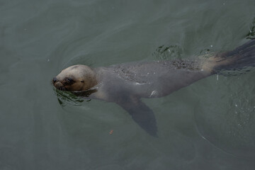 Obraz premium cachorro de lobo marino nadando en la orilla