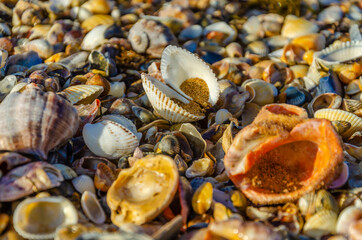 Lots of seashells on the beach by the sea.