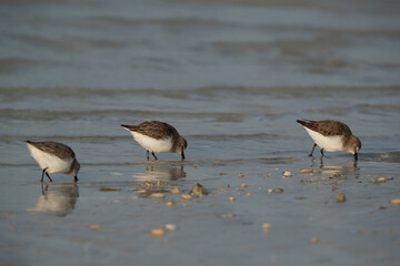 Dunlins feeding at Busaiteen coast, Bahrain