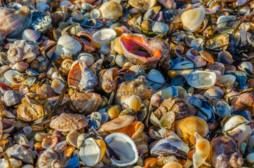 There are a lot of seashells on the sea beach.