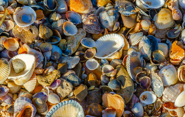 Lots of seashells on the beach by the sea.