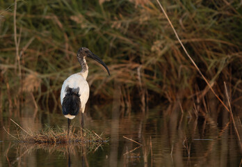 African Sacred Ibis in the mid of Asker grasses at Asker marsh, Bahrain