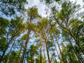 View on blue sky in forest from beneath pine trees.