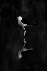 Portrait of Black-winged Stilt at Asker Marsh, Bahrain