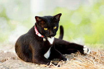 Black cat lying in the garden