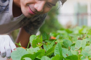 Obraz premium male hand hold scissors pruching branch of Ixora flower