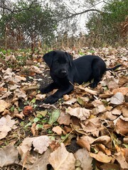 black labrador retriever