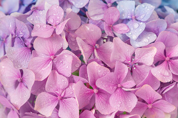 Pink hydrangea flowers with water drops. macro shot. floral texture. spring background