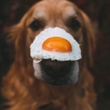 Sunny side up egg on golden retriever dog's nose