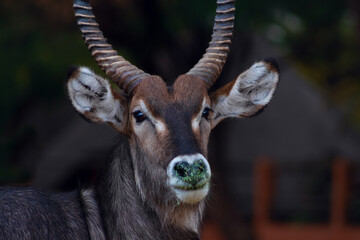 Wild african life. Close up of a cute Waterbuck (the large antelope) looking at the camera