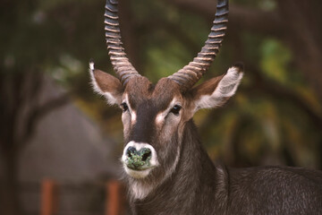 Naklejka na ściany i meble Wild african life. Close up of a cute Waterbuck (the large antelope) looking at the camera