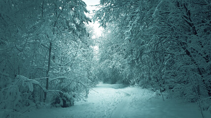 footpath in the forest among snow-covered trees close-up