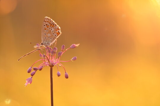 piccola farfalla su un fiore viola al tramonto