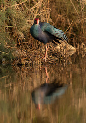 Grey-headed Swamphen preening with dramatic reflection ion water at Asker Marsh, Bahrain