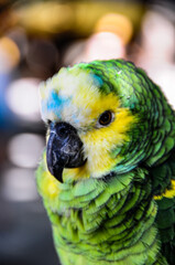 Europa, Griechenland, Mittelmeer, mediterran, Insel, Rhodos, Lindos, Rhodos Stadt, strand, Meer, Ozean, Herbst, Wellen,  