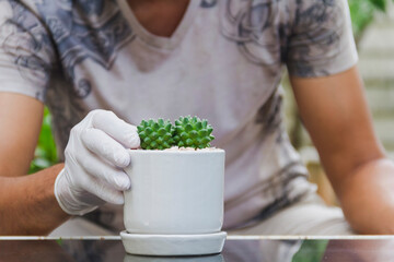 Naklejka na ściany i meble man wearing white gloves decorate cactus in small pot